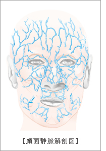 顔面静脈解剖図